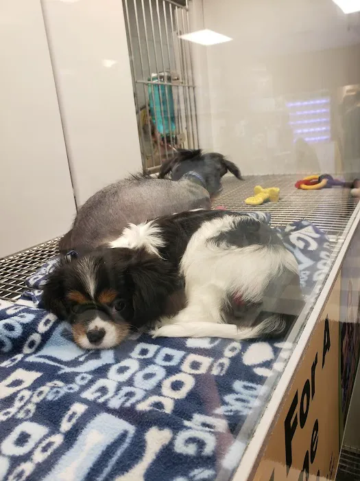 Petland Las Vegas Picture 3