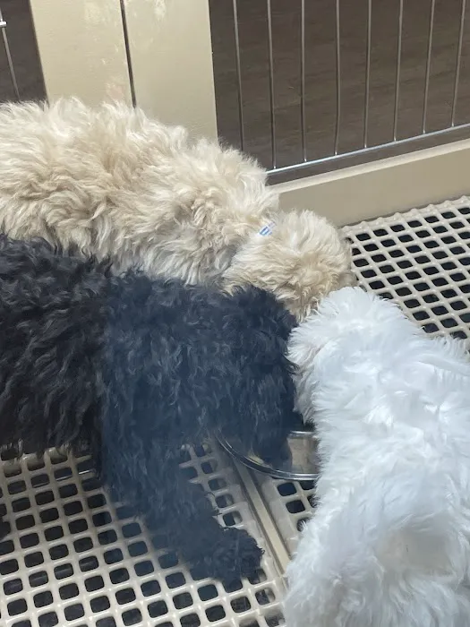 Petland Las Vegas Picture 4