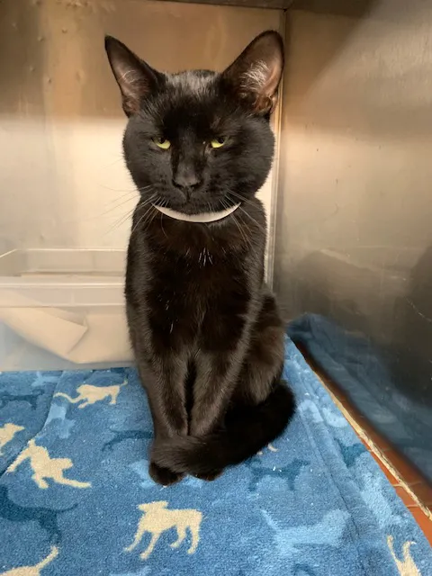 County Animal Hospital Picture 2