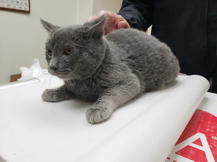 County Animal Hospital Picture 1