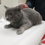County Animal Hospital