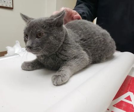County Animal Hospital