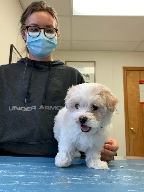 County Animal Hospital Picture 5