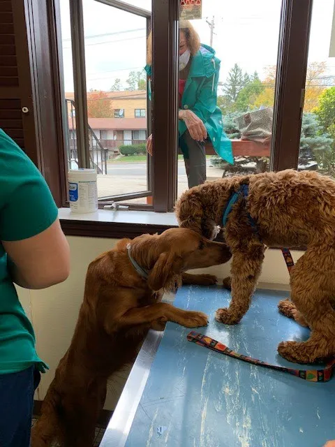 County Animal Hospital Picture 8