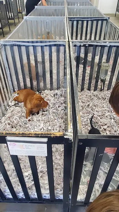 Puppies For Less - Sahara Las Vegas Picture 1