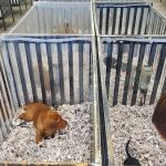 Puppies For Less - Sahara Las Vegas