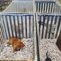 Puppies For Less - Sahara Las Vegas ico