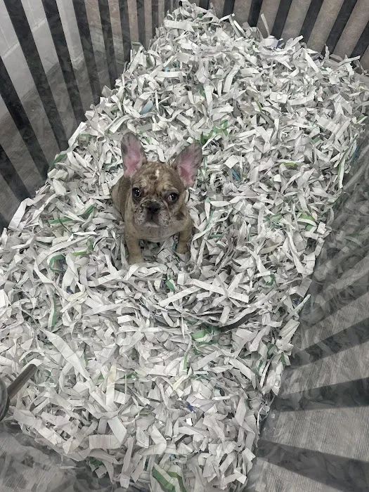 Puppies For Less - Sahara Las Vegas Picture 6