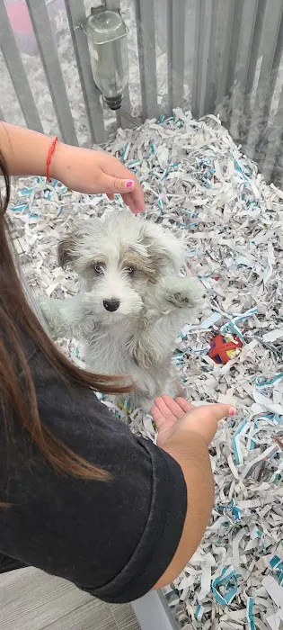 Puppies For Less - Sahara Las Vegas Picture 5