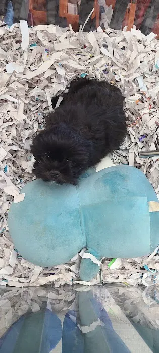 Puppies For Less - Sahara Las Vegas Picture 2