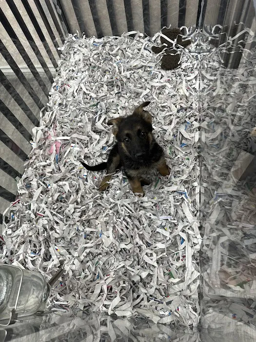 Puppies For Less - Sahara Las Vegas Picture 4