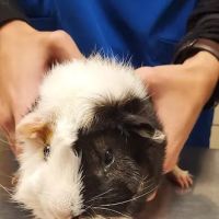 Ramsey Veterinary Hospital ico