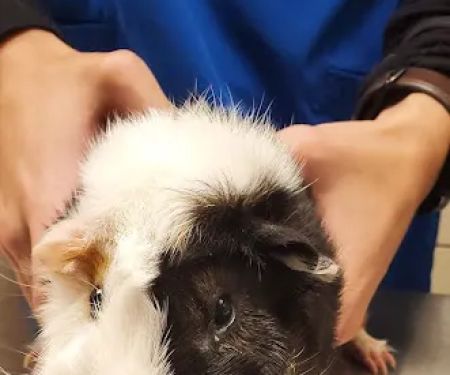 Ramsey Veterinary Hospital