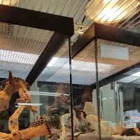 LLLReptile & Supply Las Vegas ico