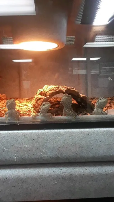 LLLReptile & Supply Las Vegas Picture 4