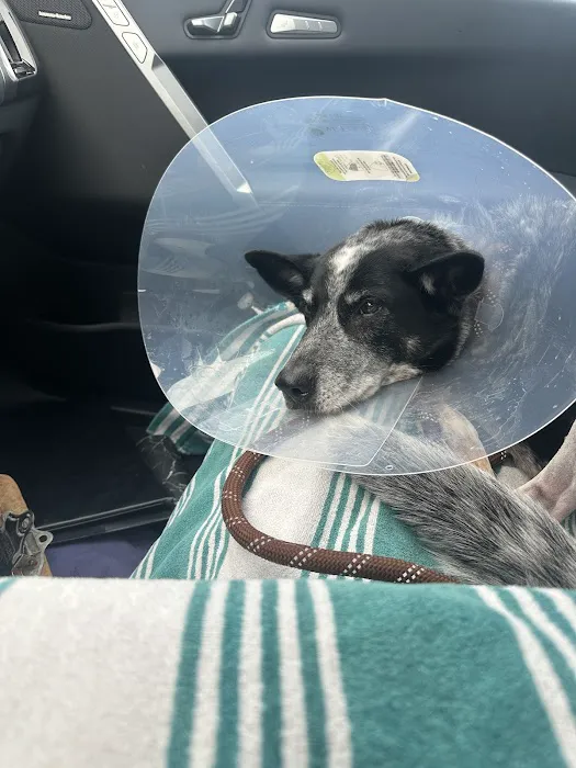 Vantage Veterinary Surgery Picture 4
