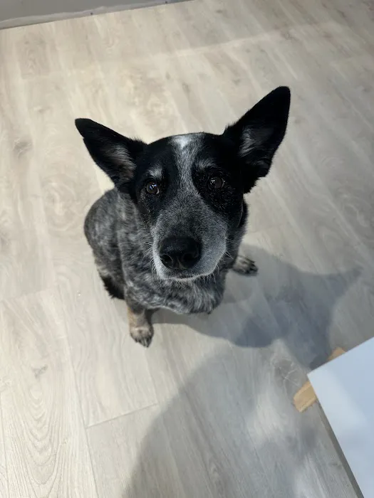 Vantage Veterinary Surgery Picture 9