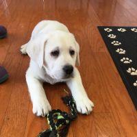 Ramsey Animal Clinic ico