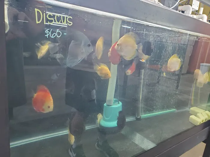 Las Vegas Exotic Fish Picture 2