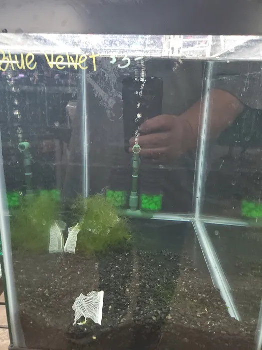 Las Vegas Exotic Fish Picture 6