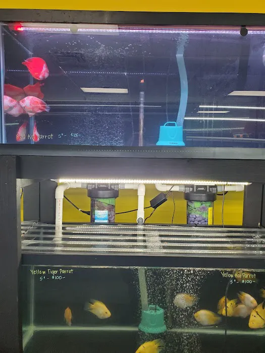 Las Vegas Exotic Fish Picture 4