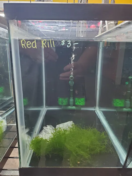 Las Vegas Exotic Fish Picture 7