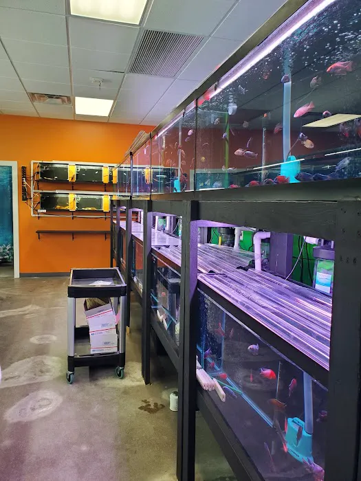 Las Vegas Exotic Fish Picture 9