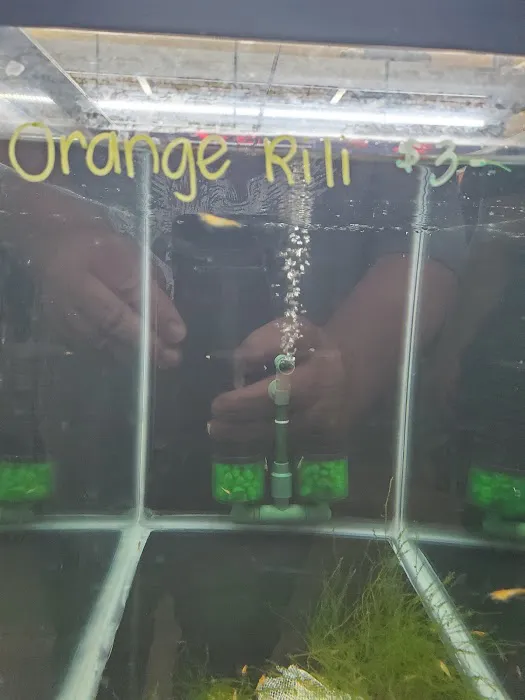 Las Vegas Exotic Fish Picture 8