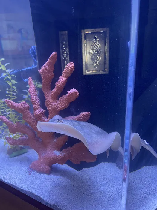 Sin City Aquatics & Maintenance Picture 3