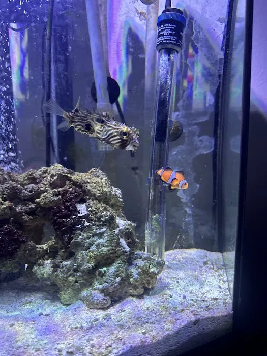 Sin City Aquatics & Maintenance Picture 5
