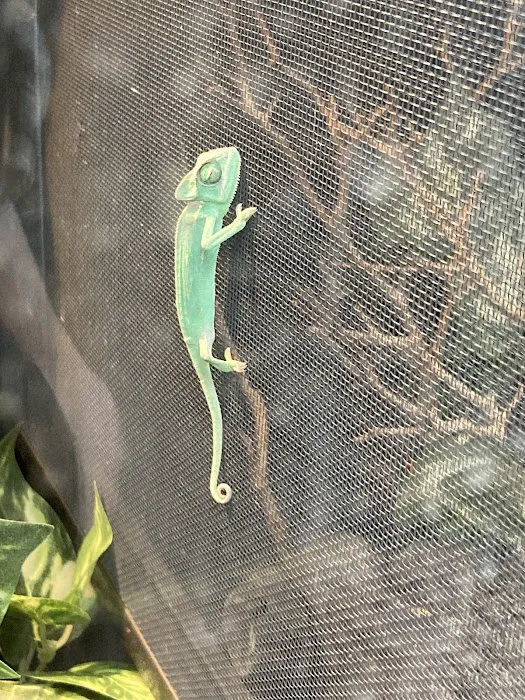 LLLReptile & Supply Henderson Picture 5