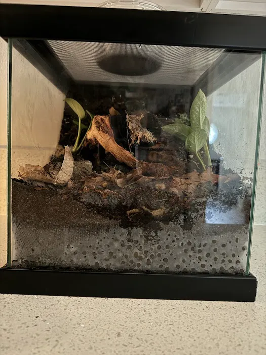 LLLReptile & Supply Henderson Picture 10