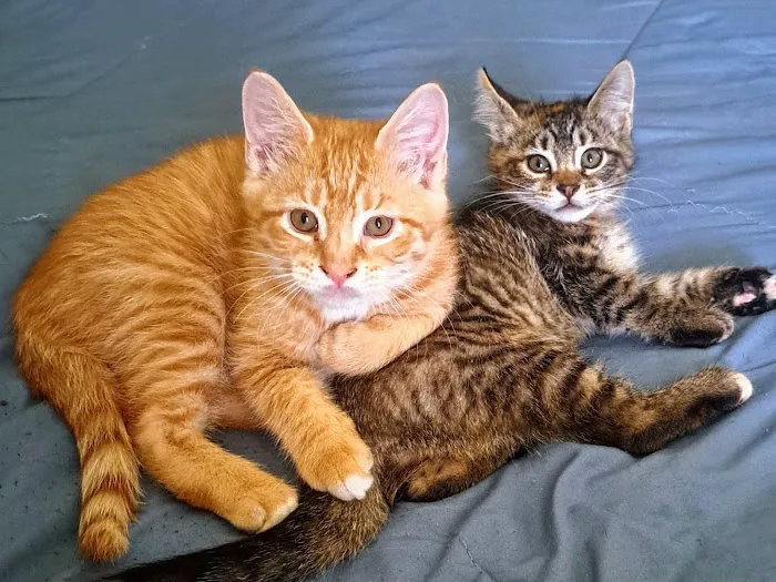 Bergen County Veterinary Center Picture 1