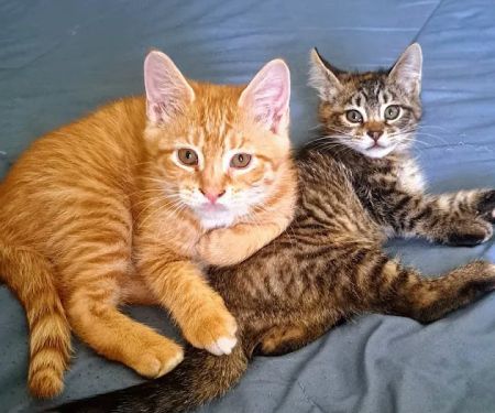 Bergen County Veterinary Center