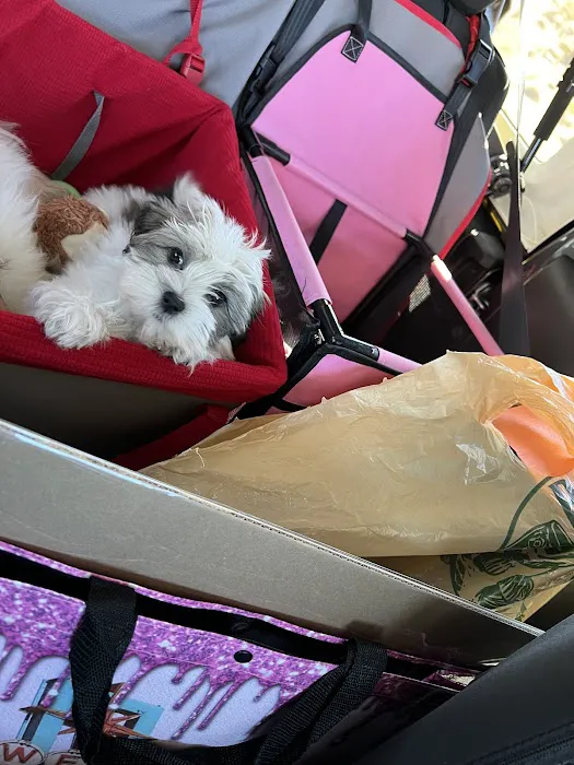 The Puppy Store Henderson Picture 2