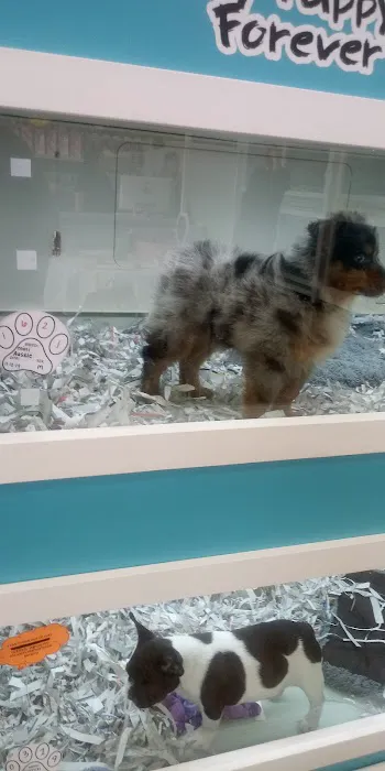 The Puppy Store Henderson Picture 5