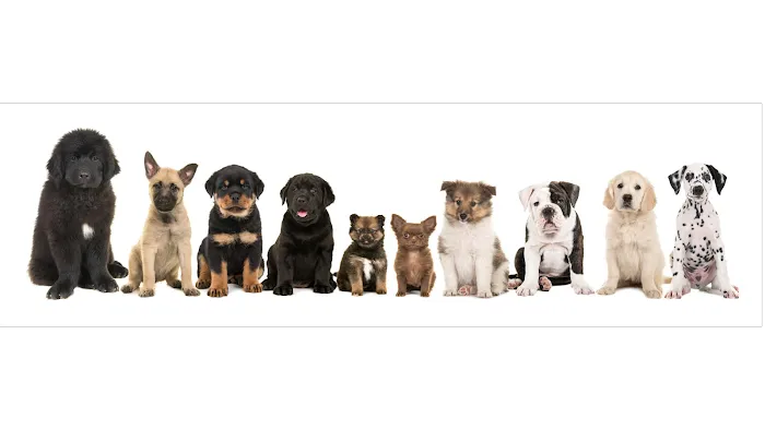 The Puppy Store Henderson Picture 10