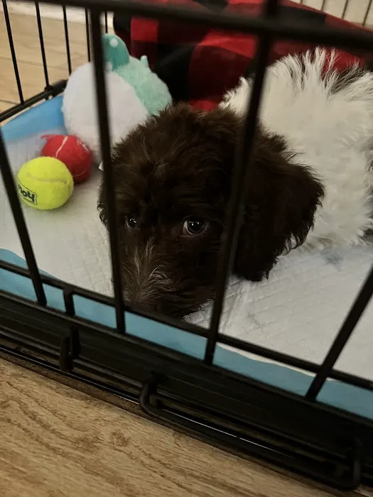 The Puppy Store Henderson Picture 7