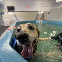 K9 Aquatics ico