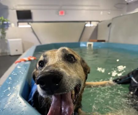 K9 Aquatics