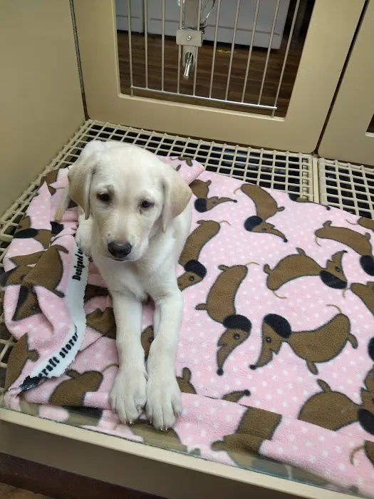 Petland Henderson Picture 6