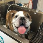 Allendale Veterinary Hospital