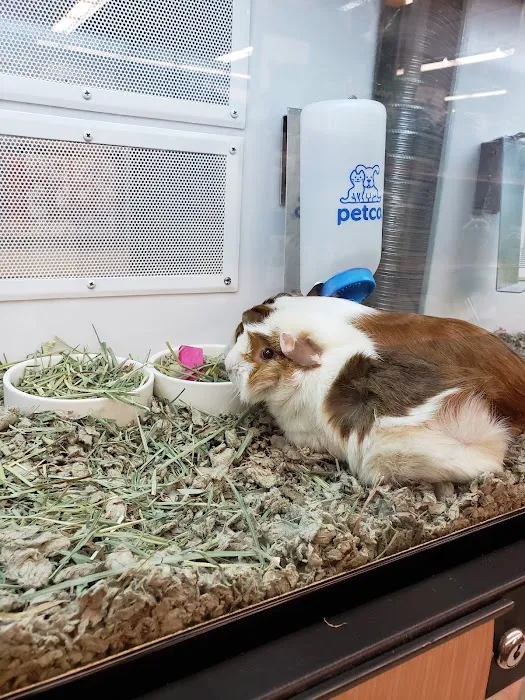 Petco Picture 4