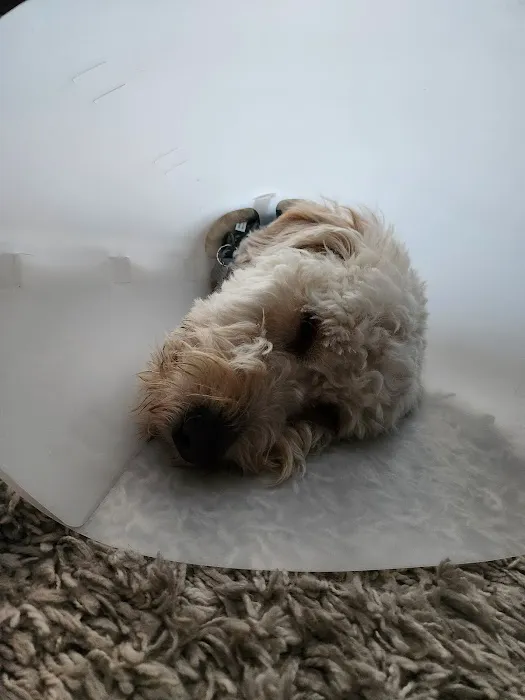 Lyndhurst Animal Hospital Inc Picture 10