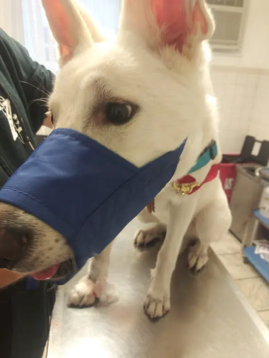 Lyndhurst Animal Hospital Inc Picture 8