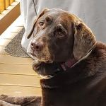 Nutley Animal Hospital