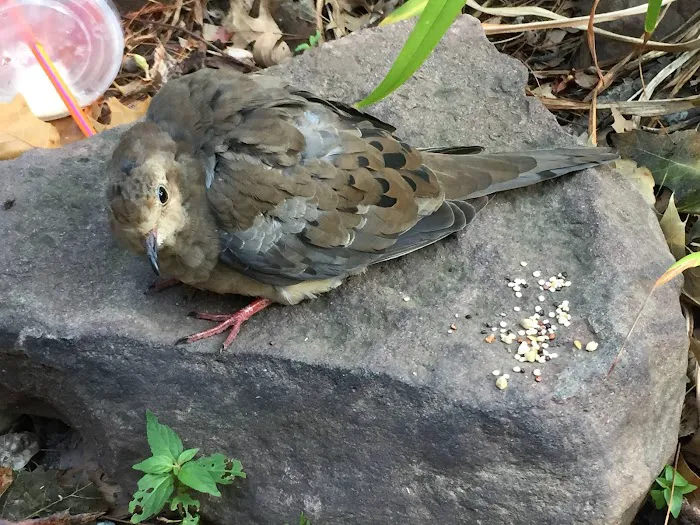 Dog Cat & Bird Clinic of Nutley Picture 7