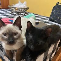 Dog Cat & Bird Clinic of Nutley ico