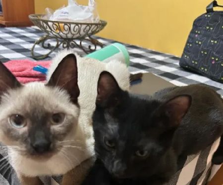 Dog Cat & Bird Clinic of Nutley