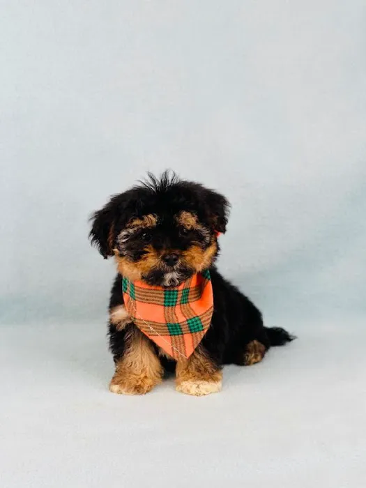 Las Vegas Puppy World Picture 2